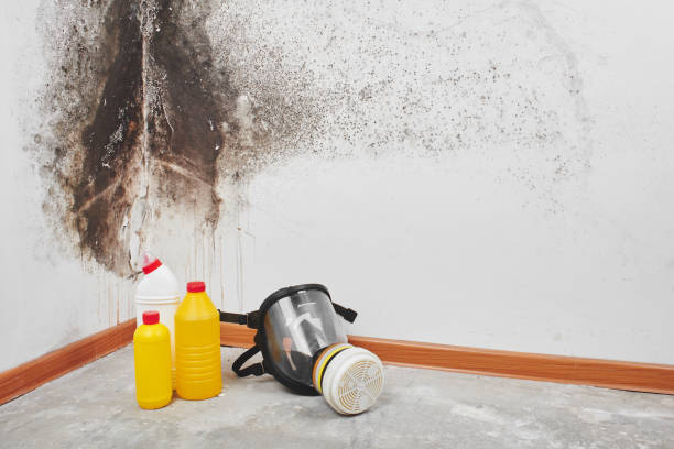 Best Commercial Mold Removal  in Leland, NC