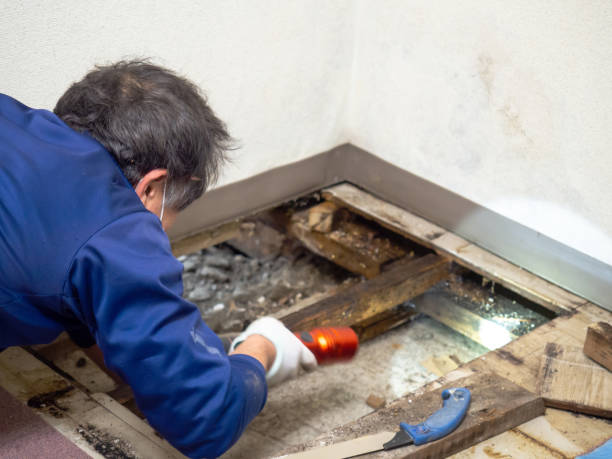 Best Home Mold Removal  in Leland, NC