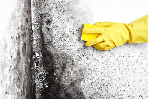 Best Professional Mold Removal  in Leland, NC