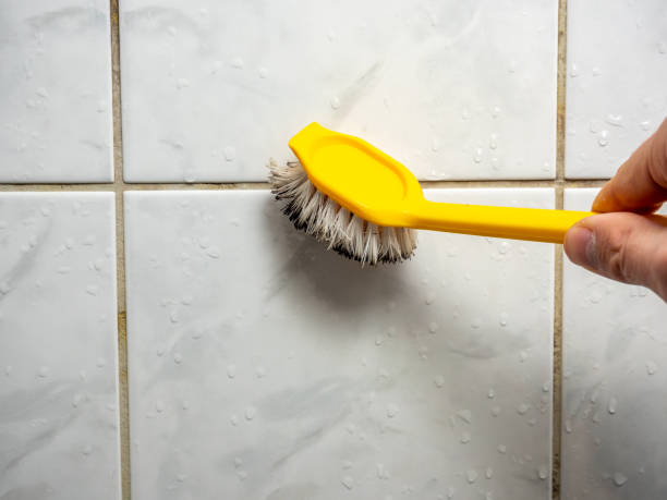 Trusted Leland, NC Mold Removal Experts