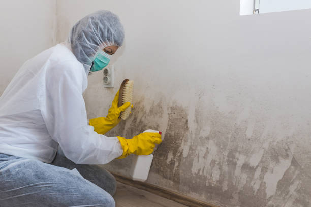 Best Mold Removal Process  in Leland, NC