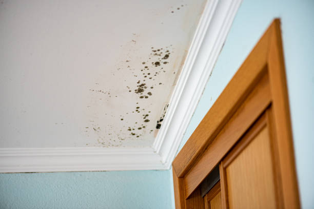 Best Mold Cleaning Services  in Leland, NC