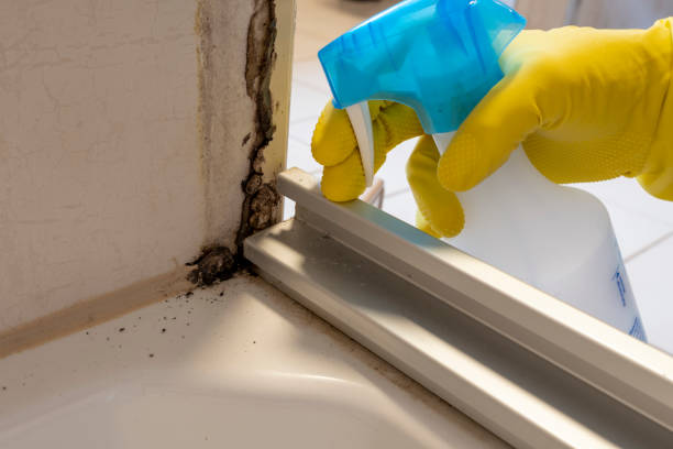 Mold Removal Process in Leland, NC