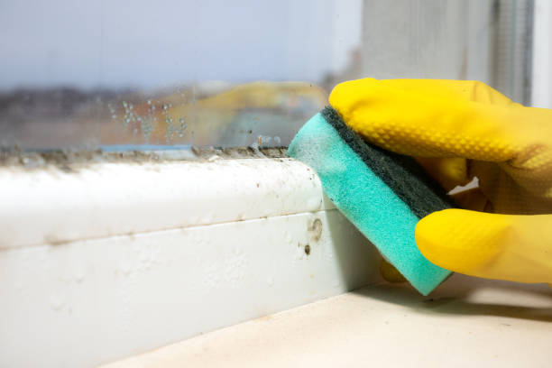 Best Same-Day Mold Removal  in Leland, NC
