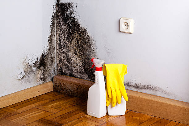 Best Mold Remediation  in Leland, NC