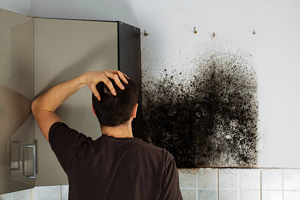 Best Local Mold Removal Service  in Leland, NC